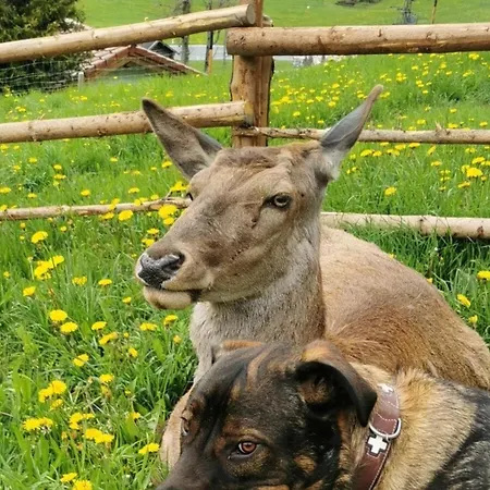 Kleintierhof Seidl-eder *