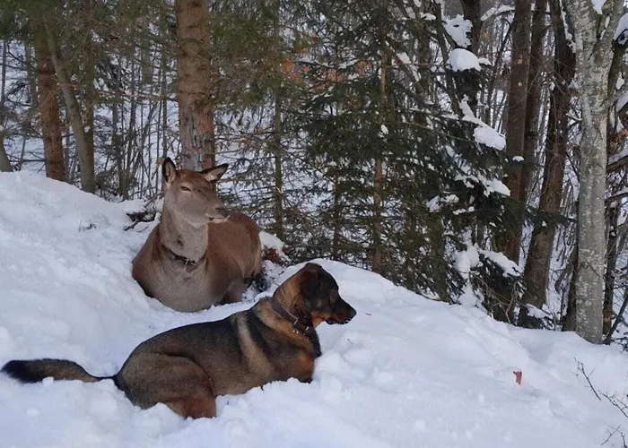 Kleintierhof Seidl-eder Rauris